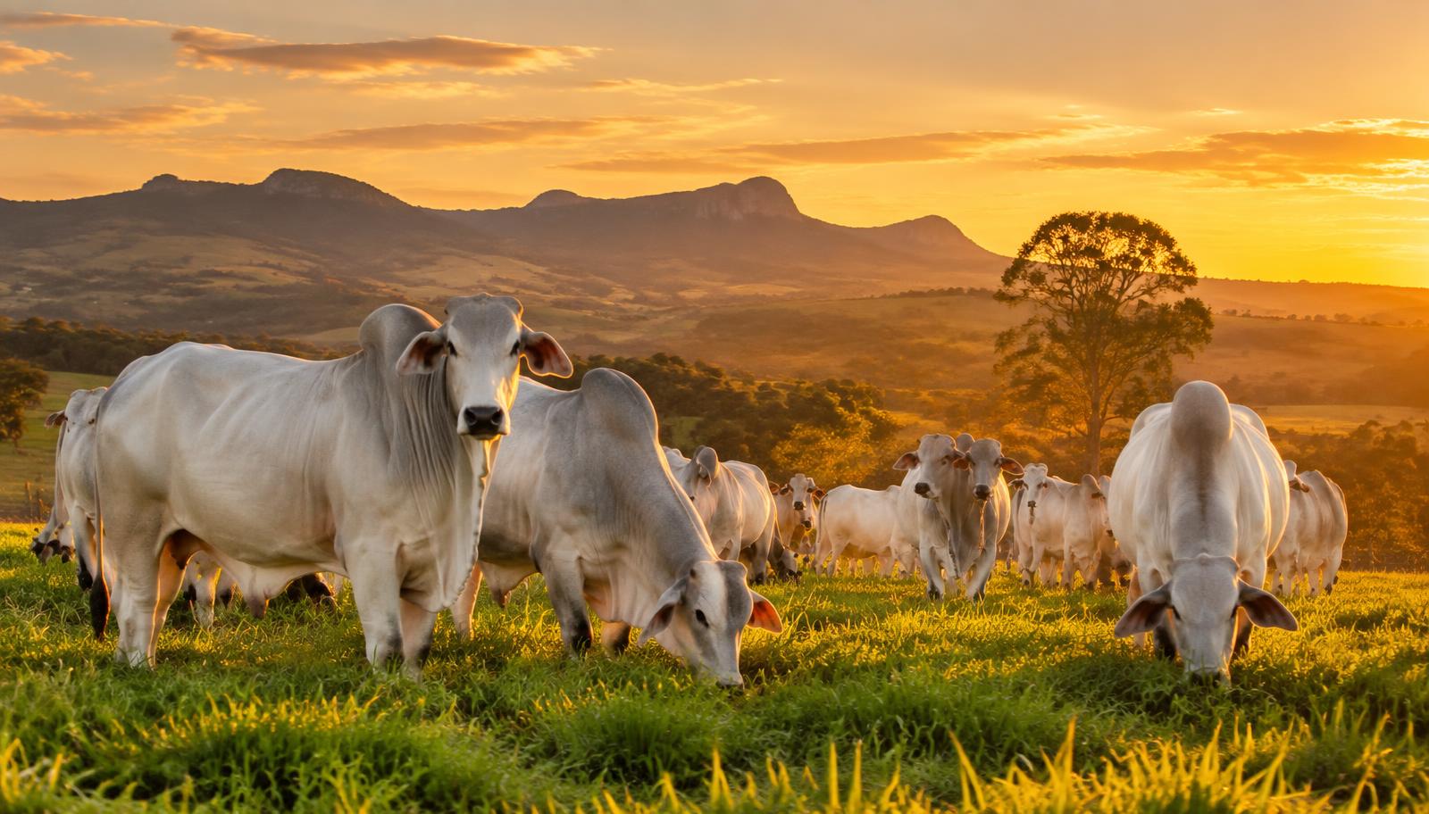 Rebanho Nelore ao pôr do sol na Fazenda Aguada